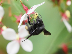 Bombus volucelloides