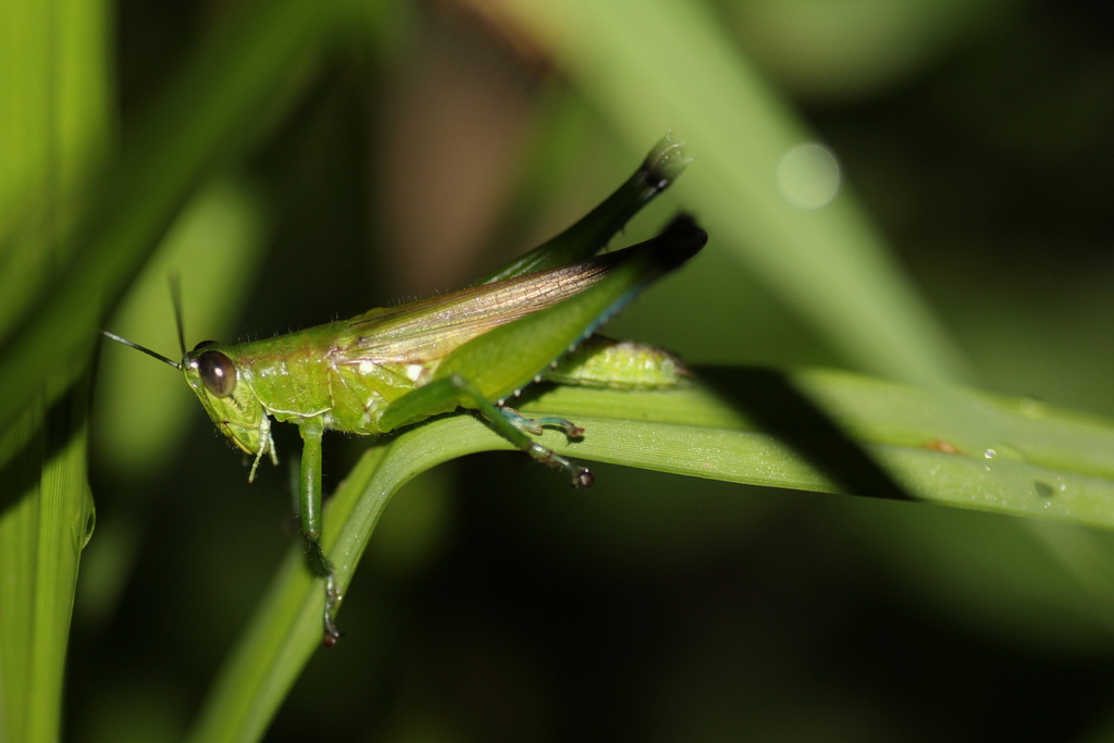 Hygracris