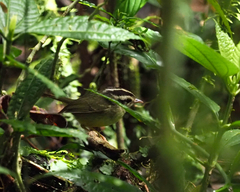 Basileuterus melanotis