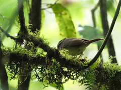 Basileuterus melanotis
