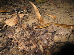 Dibernardia bilineata