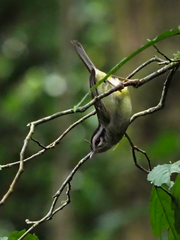 Basileuterus melanotis