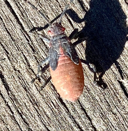 iNaturalist observation photo of Red-shouldered Bug