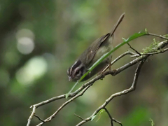 Basileuterus melanotis