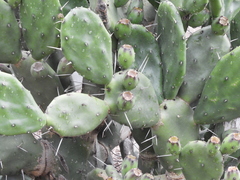 Opuntia rioplatense