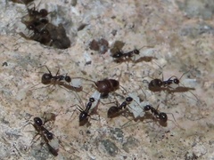 Myrmecophilus americanus