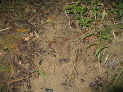 Dibernardia bilineata