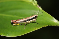 Oxyinae