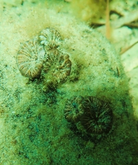 Homophyllia australis