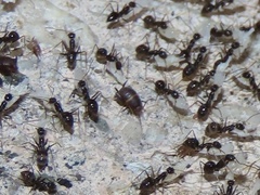 Myrmecophilus americanus