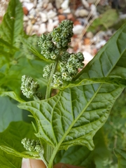 Chenopodiastrum hybridum