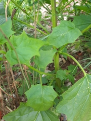 Chenopodiastrum hybridum