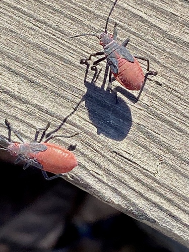 iNaturalist observation photo of Red-shouldered Bug