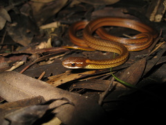 Dibernardia bilineata
