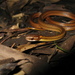 Two Striped Leaf Litter Snake - Photo (c) Marco Aurelio de Sena, some rights reserved (CC BY-NC), uploaded by Marco Aurelio de Sena
