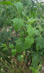 Chenopodiastrum hybridum