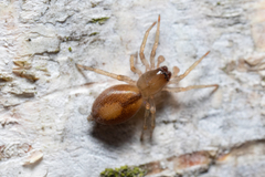 Porrhoclubiona leucaspis