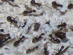 Myrmecophilus americanus