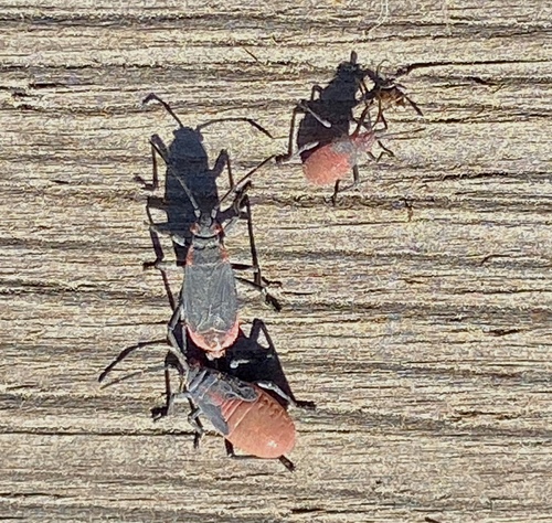 iNaturalist observation photo of Red-shouldered Bug