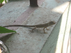 Calotes emma