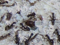 Myrmecophilus americanus