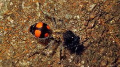 Traumatomutilla inermis