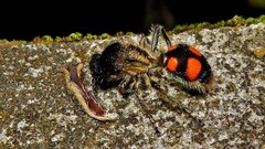 Traumatomutilla inermis