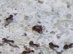 Myrmecophilus americanus