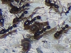 Myrmecophilus americanus