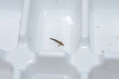 Atriplectides dubius