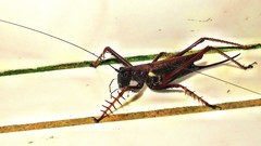 Listroscelis