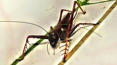 Listroscelis