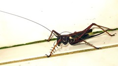 Listroscelis