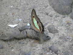 Polyura athamas
