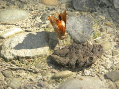 Charaxes bernardus