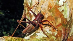 Listroscelis