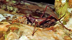 Listroscelis