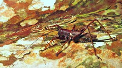 Listroscelis