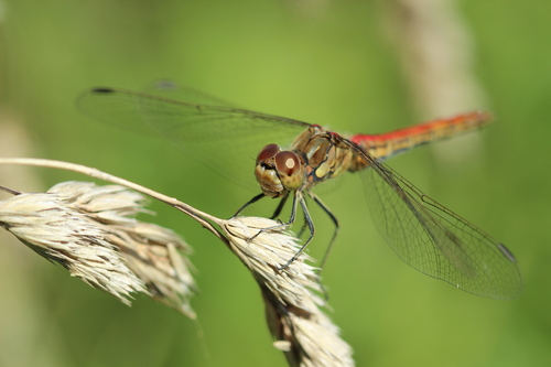 Vagrant Darter, Abtswoudse Bos, 2626 Delft, Netherlands, photo 6 of 10