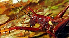 Listroscelis