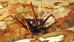 Listroscelis