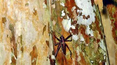 Listroscelis