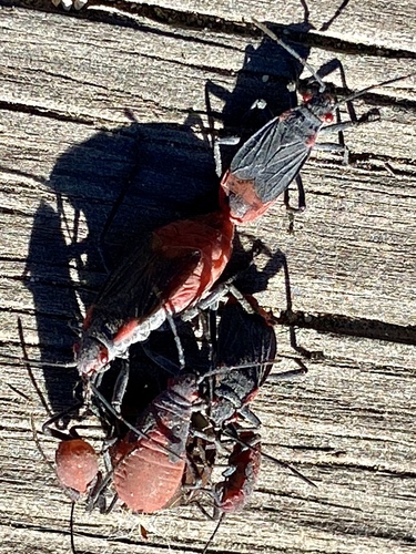 iNaturalist observation photo of Red-shouldered Bug