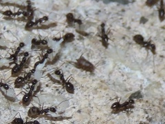 Myrmecophilus americanus