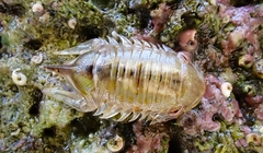 Platynympha longicaudata