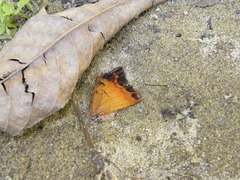 Charaxes bernardus