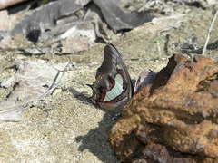 Polyura bharata