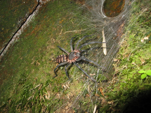 Trechona uniformis