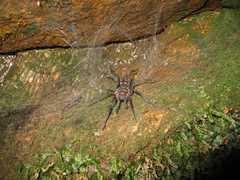 Trechona uniformis