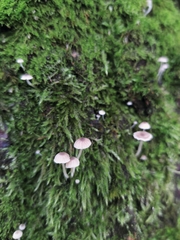 Fungi